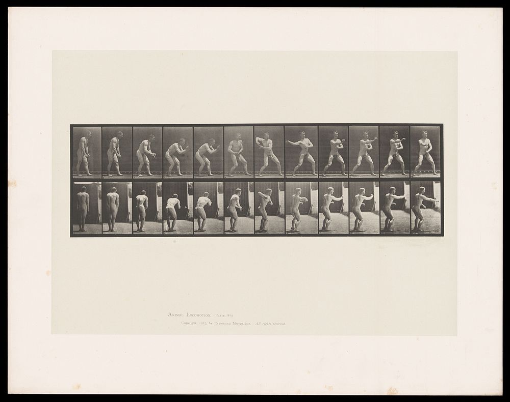 A naked man stoops slightly to catch a ball then throws it back with his right hand. Collotype after Eadweard Muybridge…