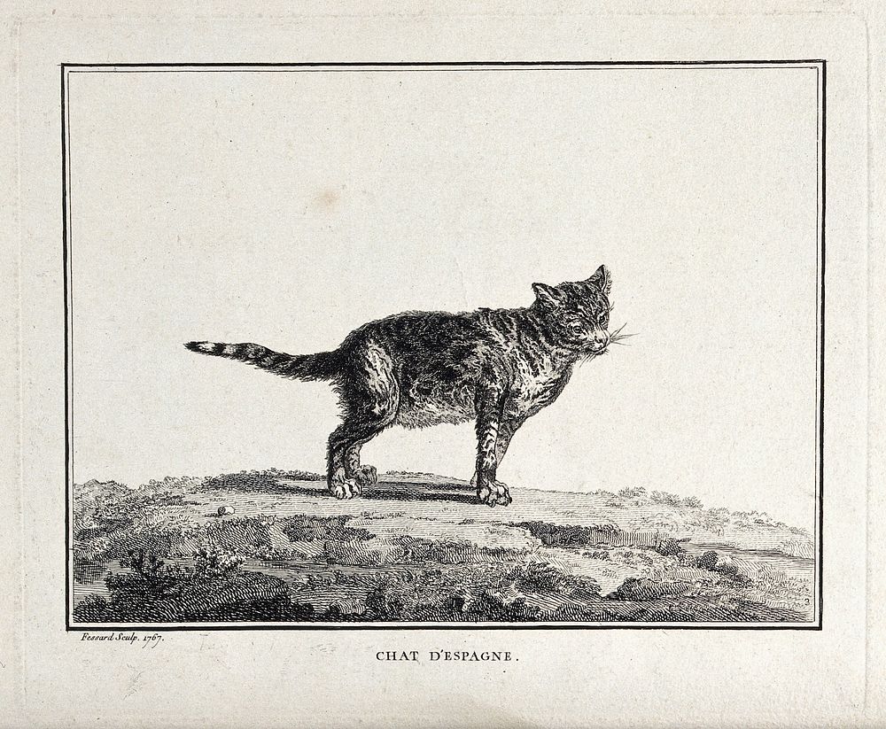 A Spanish cat standing on a field. Etching by C. M. Fessard.