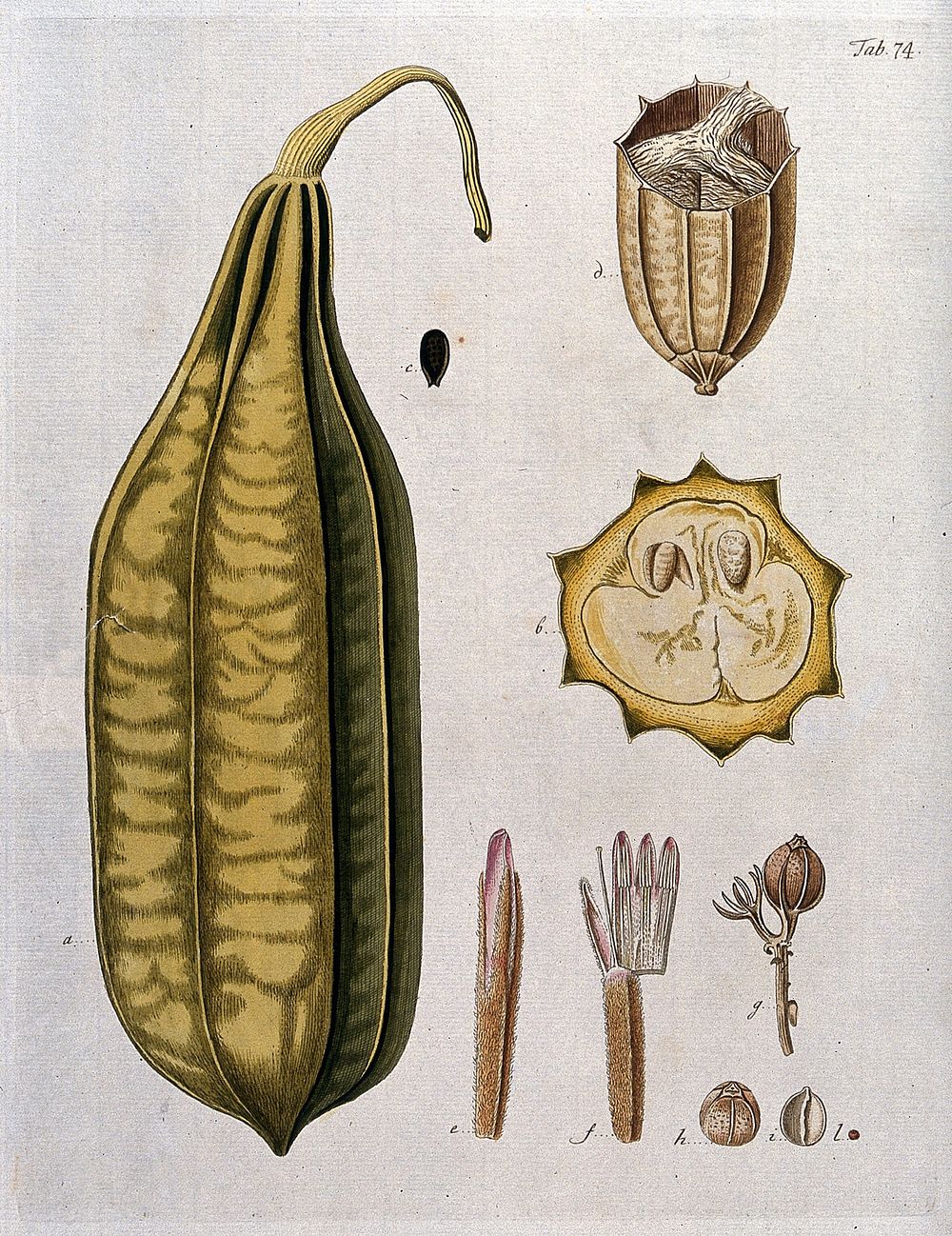 Dishcloth gourd (Luffa acutangula (L.) Roxb.): whole and sectioned fruit and floral segments. Coloured engraving after F.…