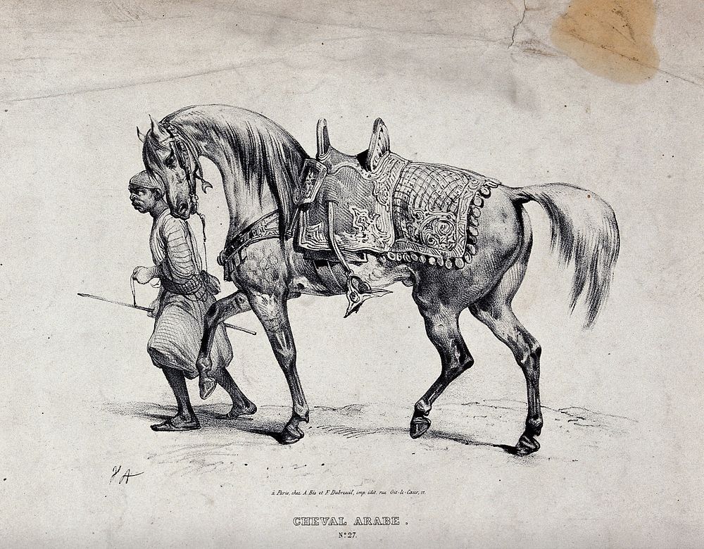 A servant leading an Arab horse with a richly decorated saddle. Chalk lithograph by V. J. Adam.