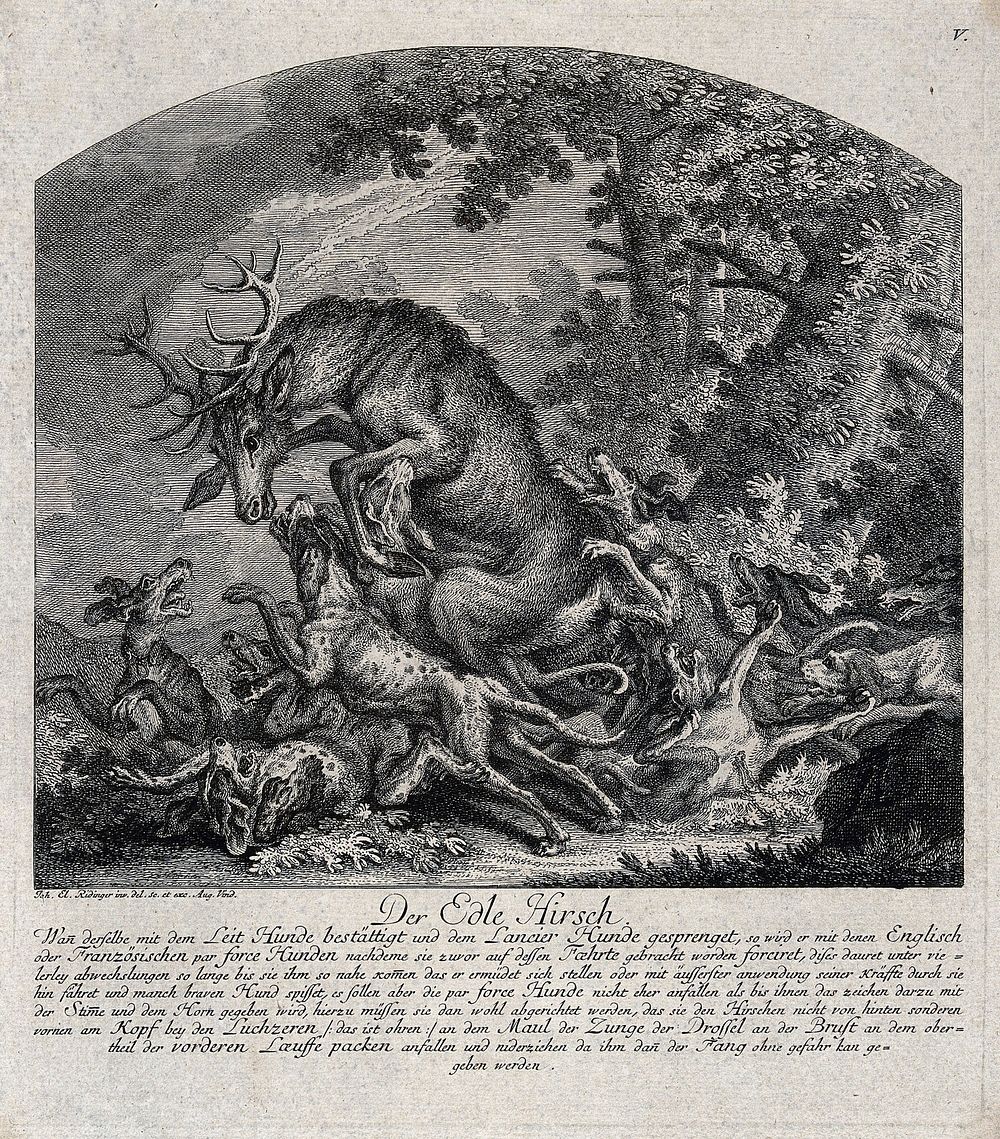 A pack of dogs is falling head over heels in their pursuit of a stag. Etching by J.E. Ridinger.