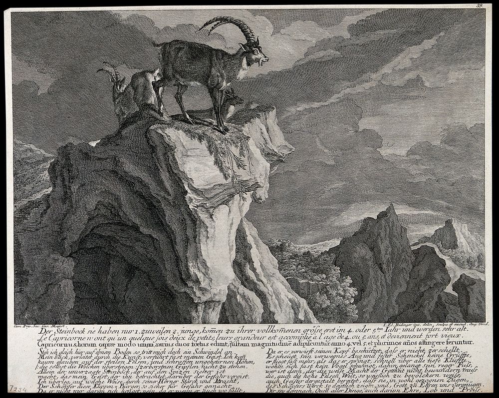 Three ibexes on a crag in the mountains. Etching by J.E. Ridinger.