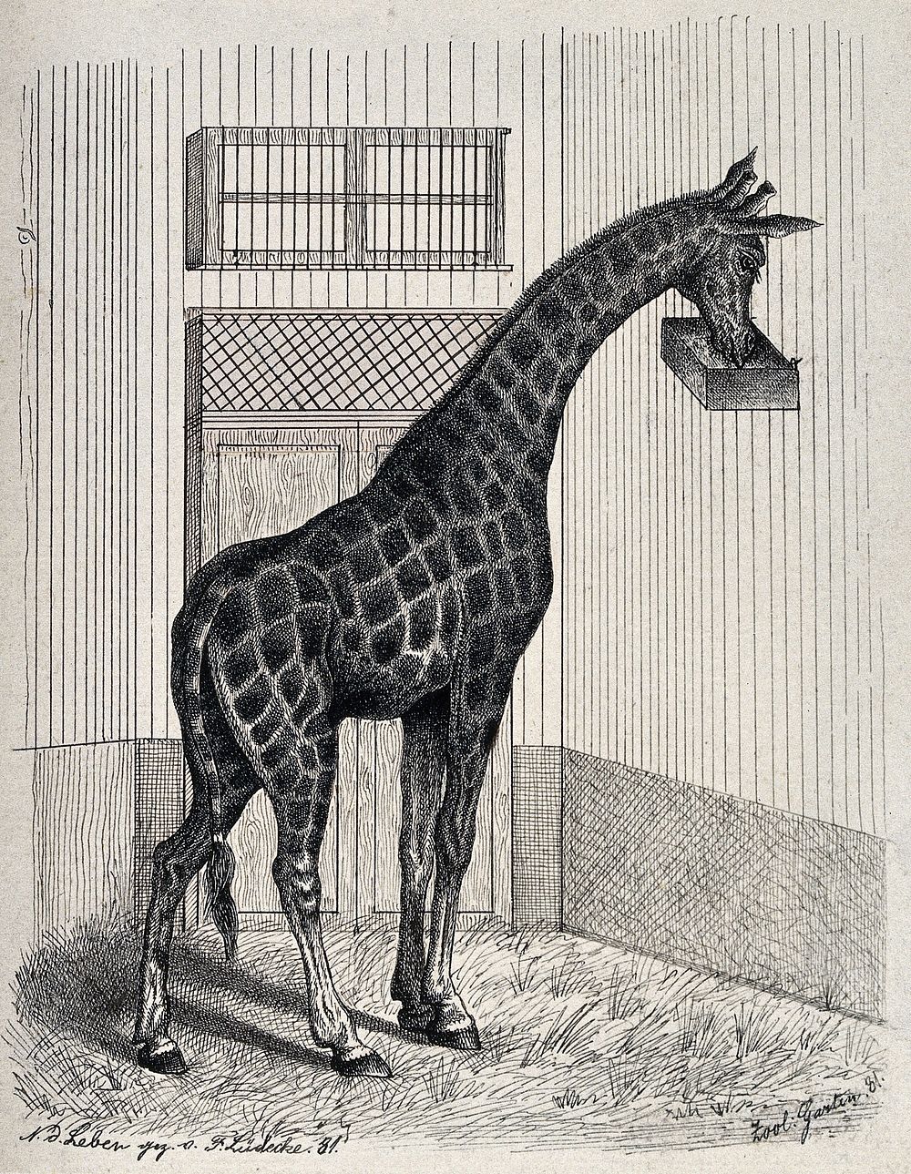 A giraffe eating from a raised trough in its enclosure. Reproduction of an etching by F. Lüdecke.