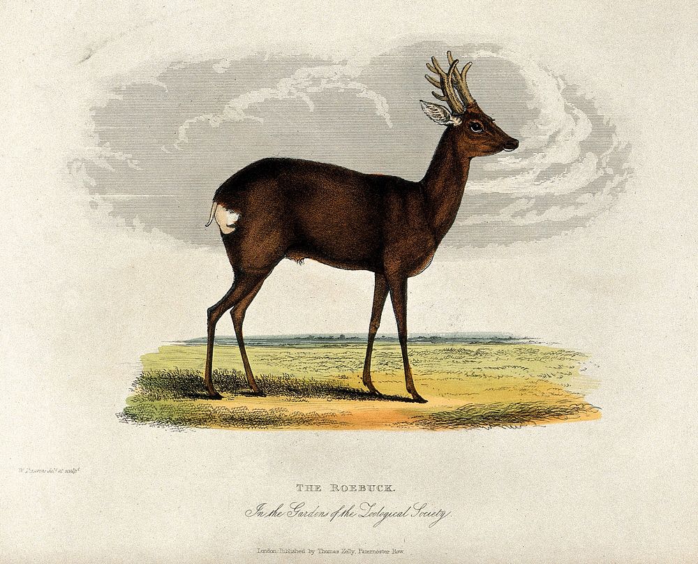 Zoological Society of London: a roebuck. Coloured etching by W. Panormo.