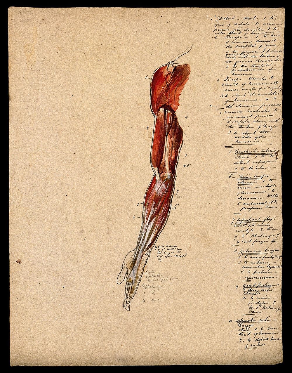 Muscles of the arm, shoulder and hand: side view, supinated. Ink and watercolour with laminated flaps, 18--.