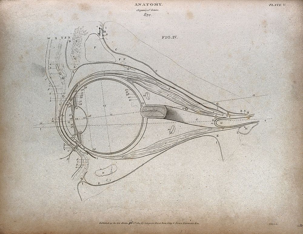 The human eye: outline diagram showing a cross-section through the eye. Engraving by T. Milton, 1810.