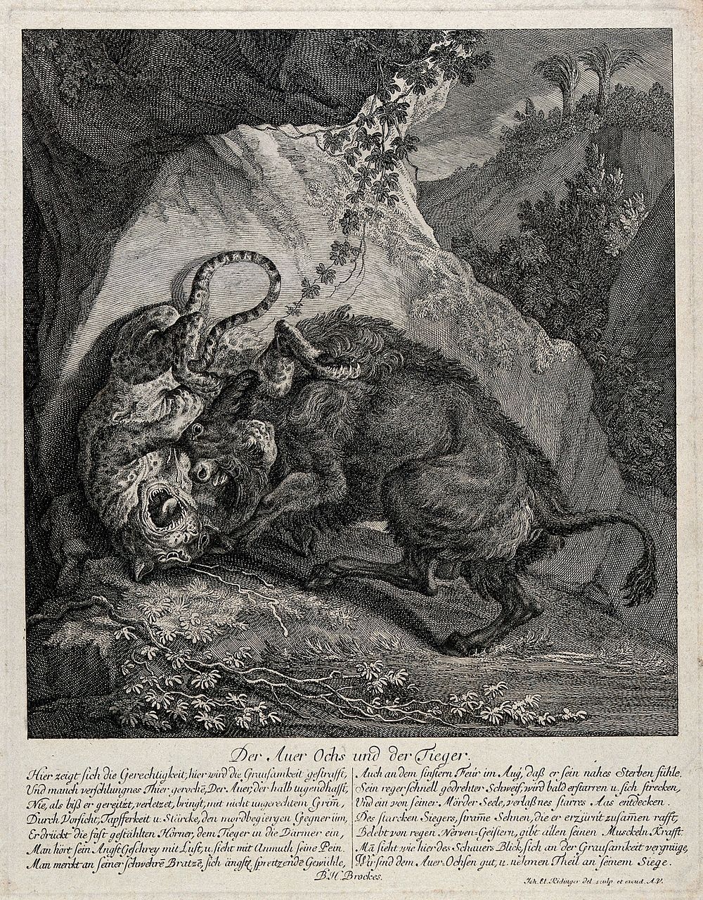 A tiger and an ox fighting outside a cave in the mountains. Etching by J.E. Ridinger.
