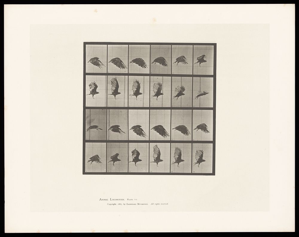A vulture flying. Collotype after Eadweard Muybridge, 1887.