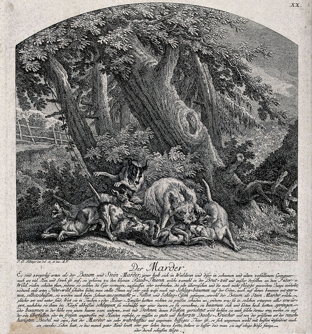 A marten is bitten to death by a pack of hunting dogs. Etching by J. E. Ridinger.