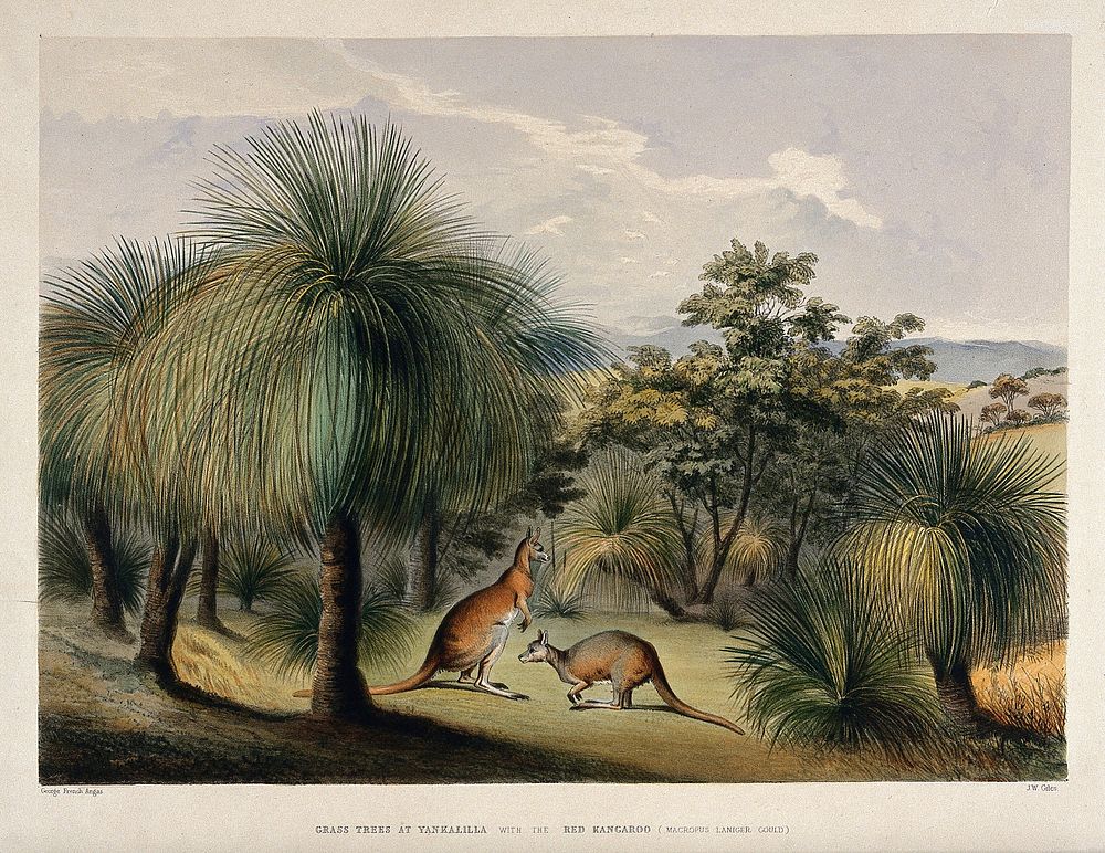 Australian grass trees (Xanthorrhoea species) with red kangaroos (Macropus laniger) at Yankalilla. Coloured lithograph by J.…