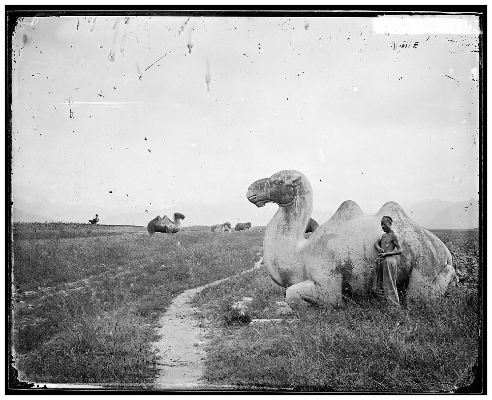 Camel sculptures on the road to the Ming tombs outside Peking. Photograph by John Thomson, 1871.