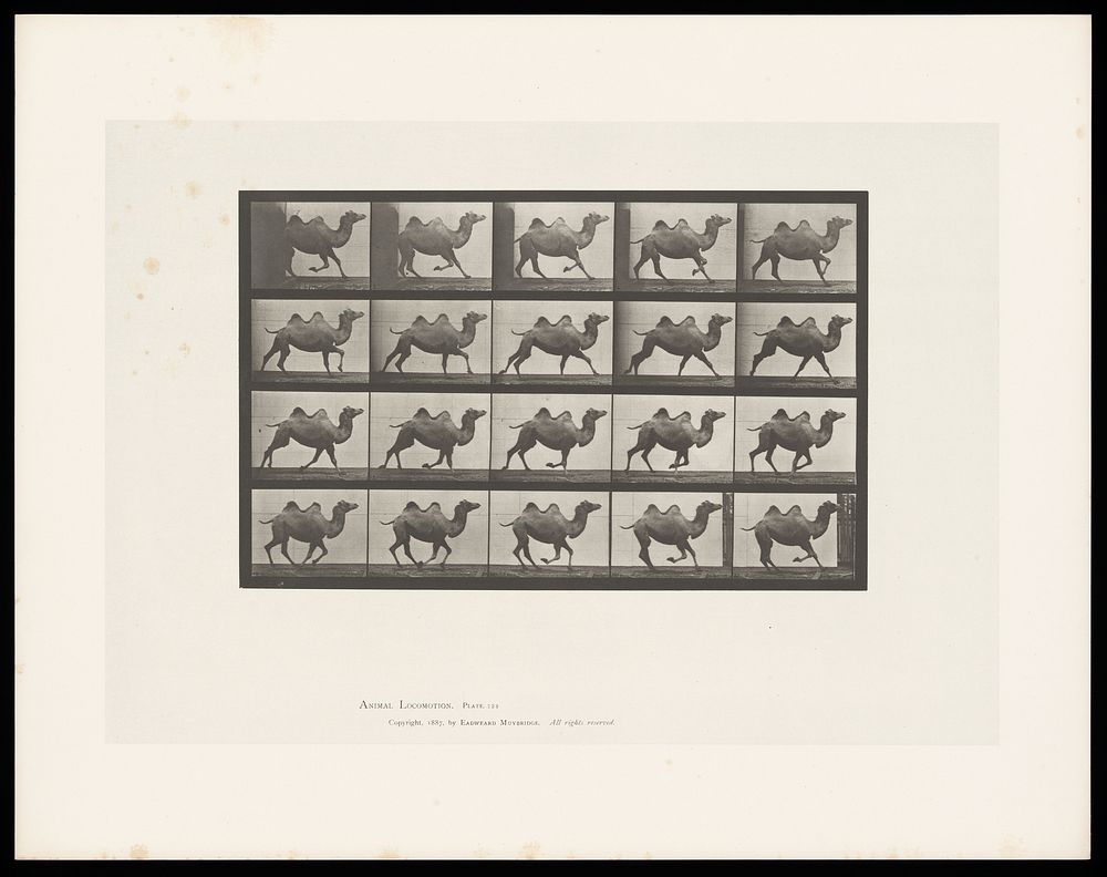 A double humpback camel running. Collotype after Eadweard Muybridge, 1887.