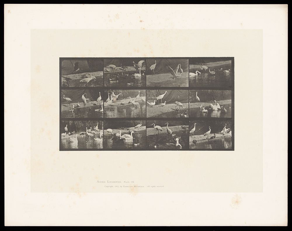 Storks and swans on land and water. Collotype after Eadweard Muybridge, 1887.