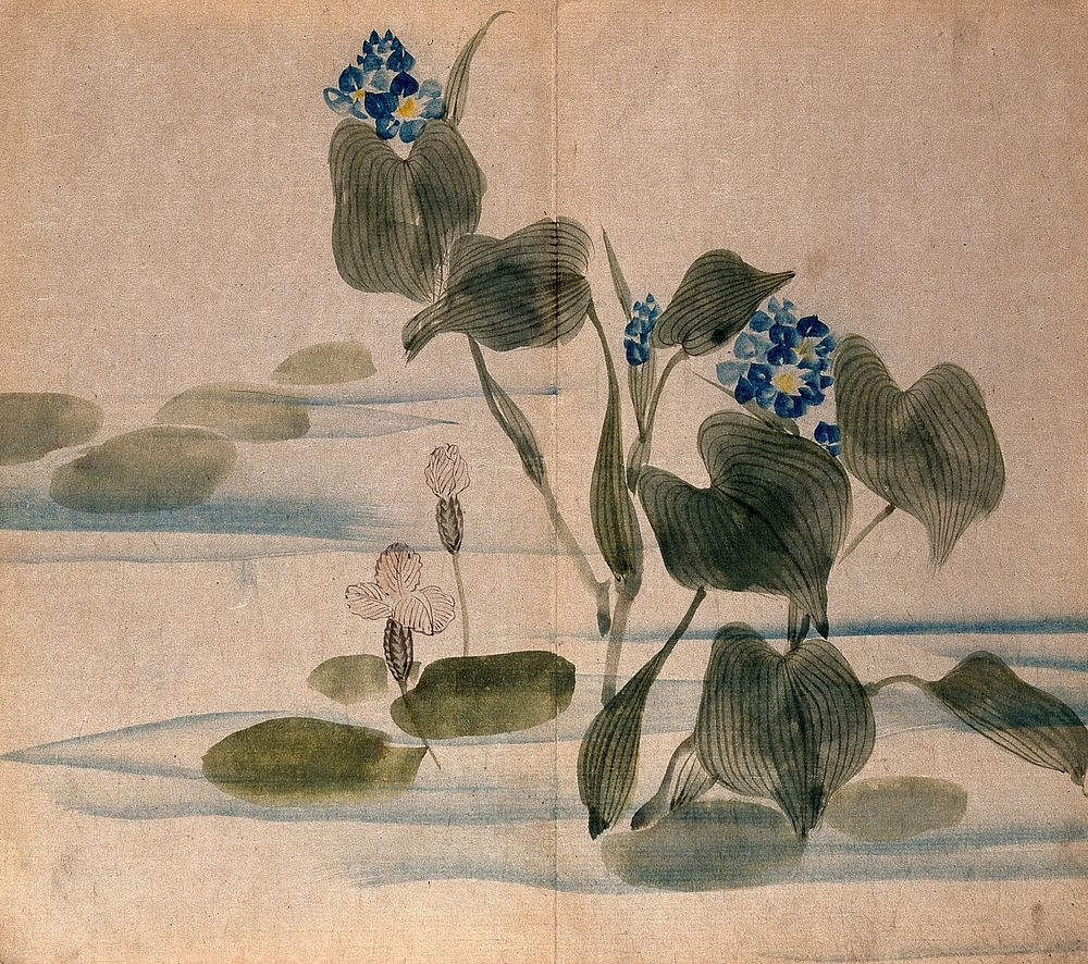 Two aquatic plants, one a water hyacinth (Eichhornia crassipes): flowering stems and leaves in water. Watercolour.