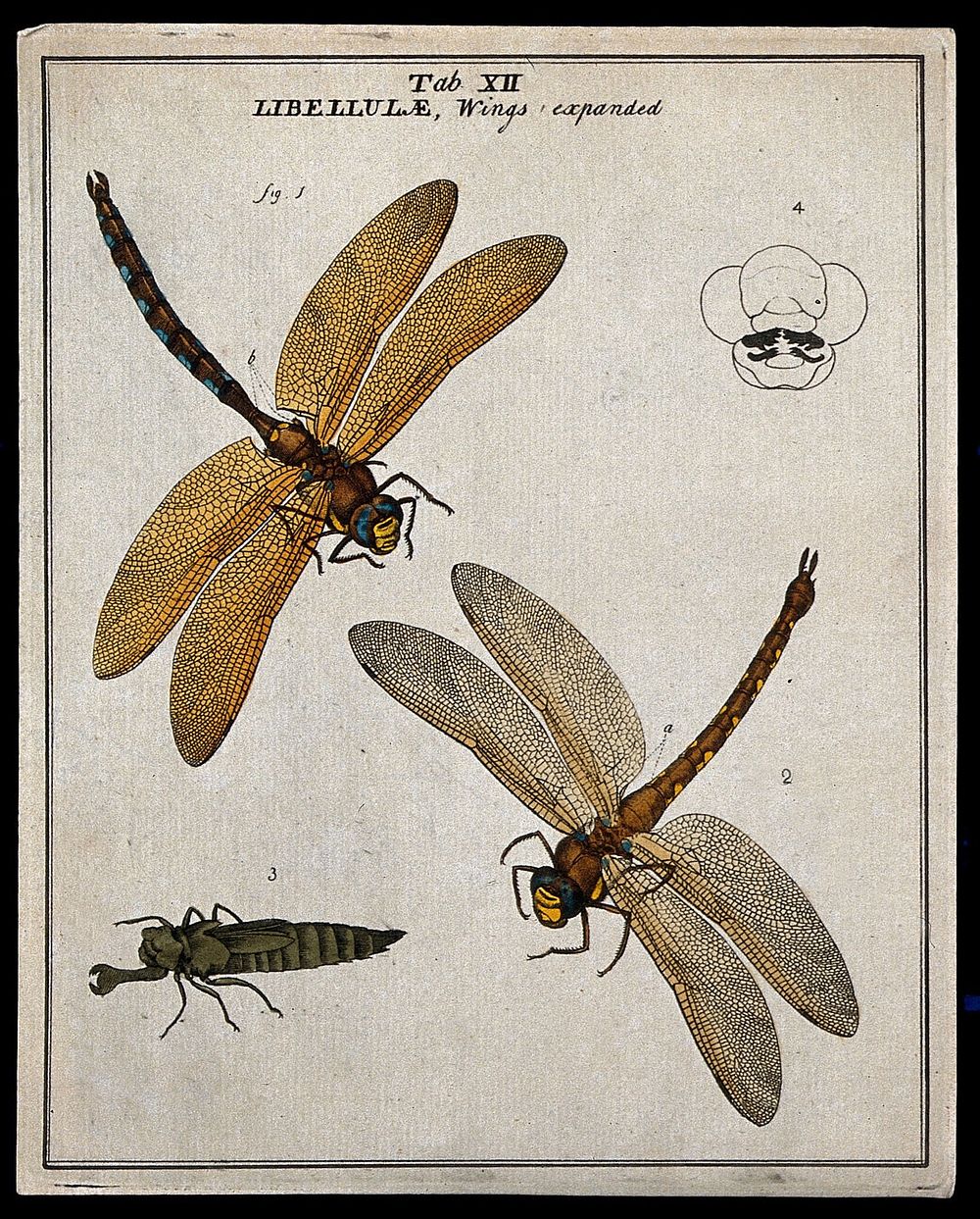Two dragonflies (Libellulæ species): adults and larva. Coloured etching by M. Harris, ca. 1766.