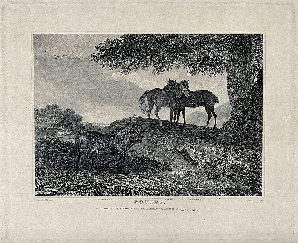 Three ponies standing in a field under an oak tree. Etching by J. Scott after B. Marshall.