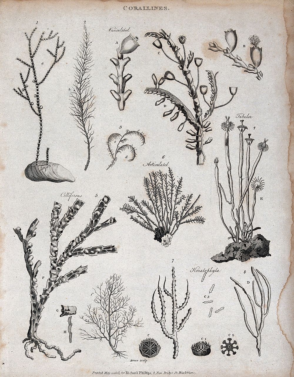 A variety of corallines, including tubular and celliferous corallines. Etching by Brown.