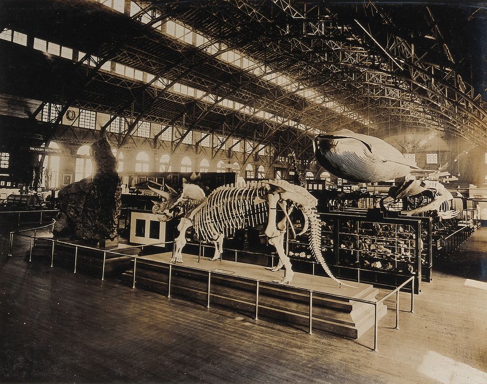The 1904 World's Fair, St. Louis, Missouri: the US Government building: natural history exhibit featuring a dinosaur…