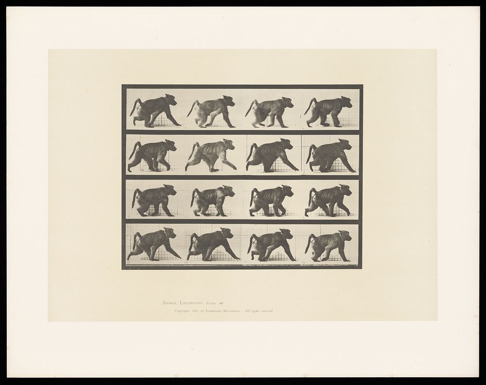 A monkey walking. Collotype after Eadweard Muybridge, 1887.