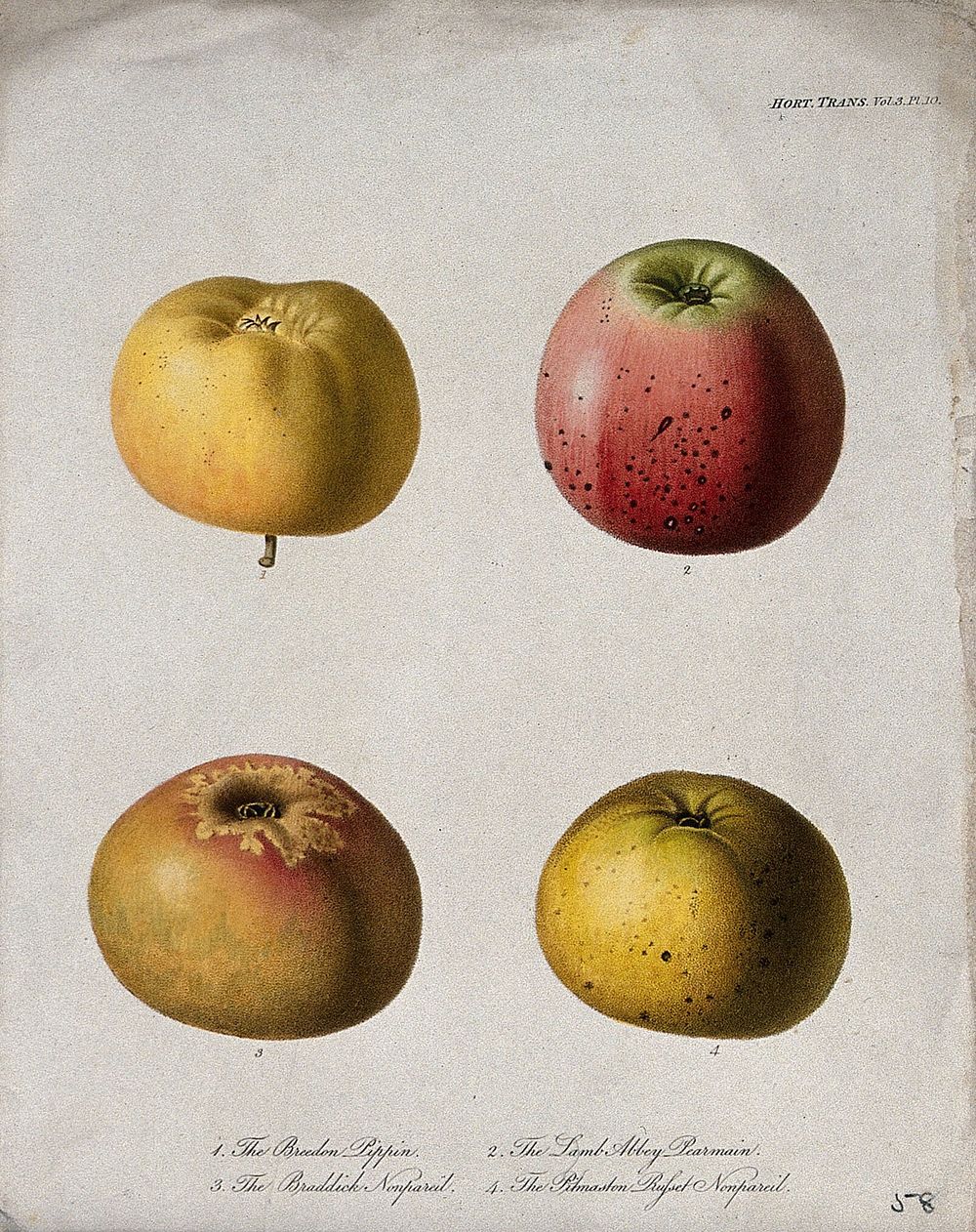 Four cultivars of apple (Malus pumila cv.): entire fruit. Coloured etching, c. 1820.