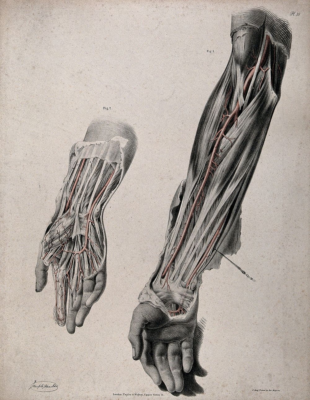 The circulatory system: two dissections of the arm and hand, with arteries and blood vessels indicated in red. Coloured…