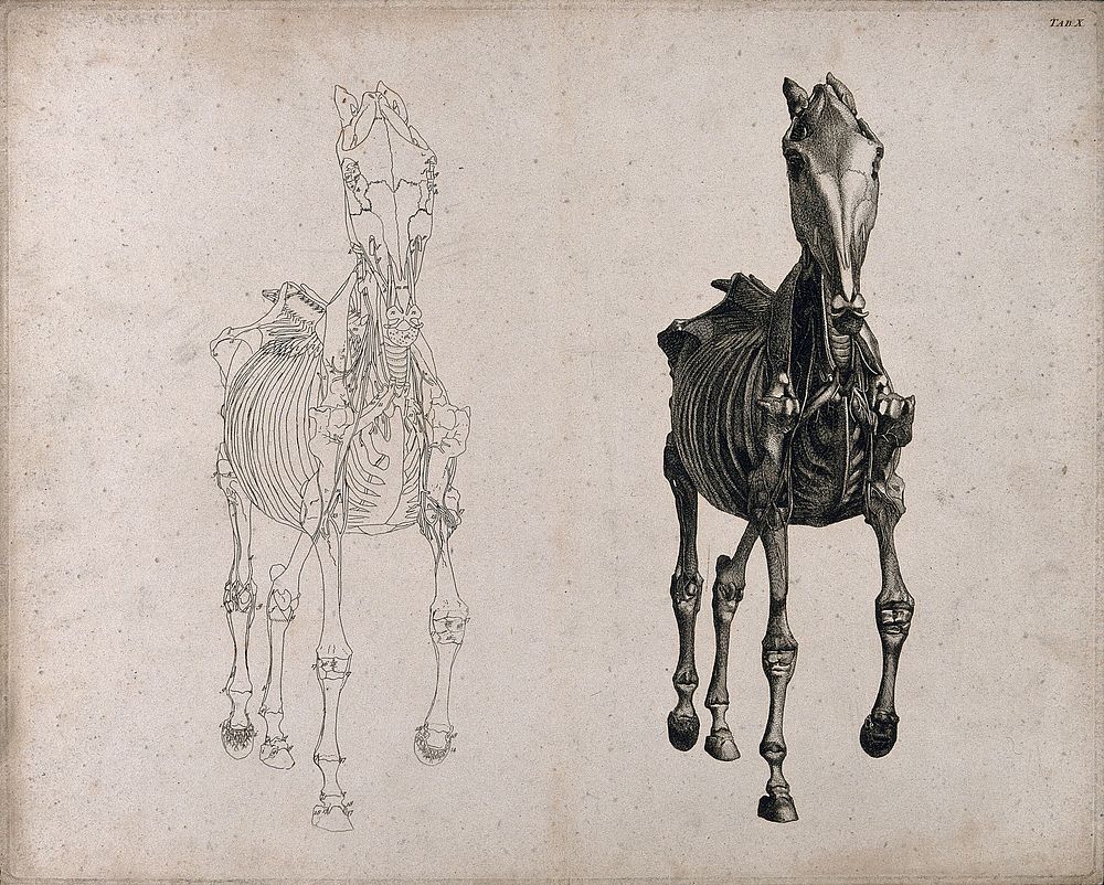 A horse, seen from the front: two écorché figures showing the muscles and bones, one an outline drawing, the other a tonal…