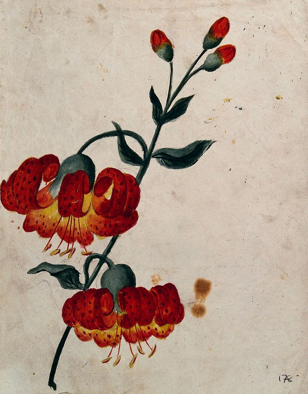 Tiger lily (Lilium lancifolium): flowering stem. Watercolour.