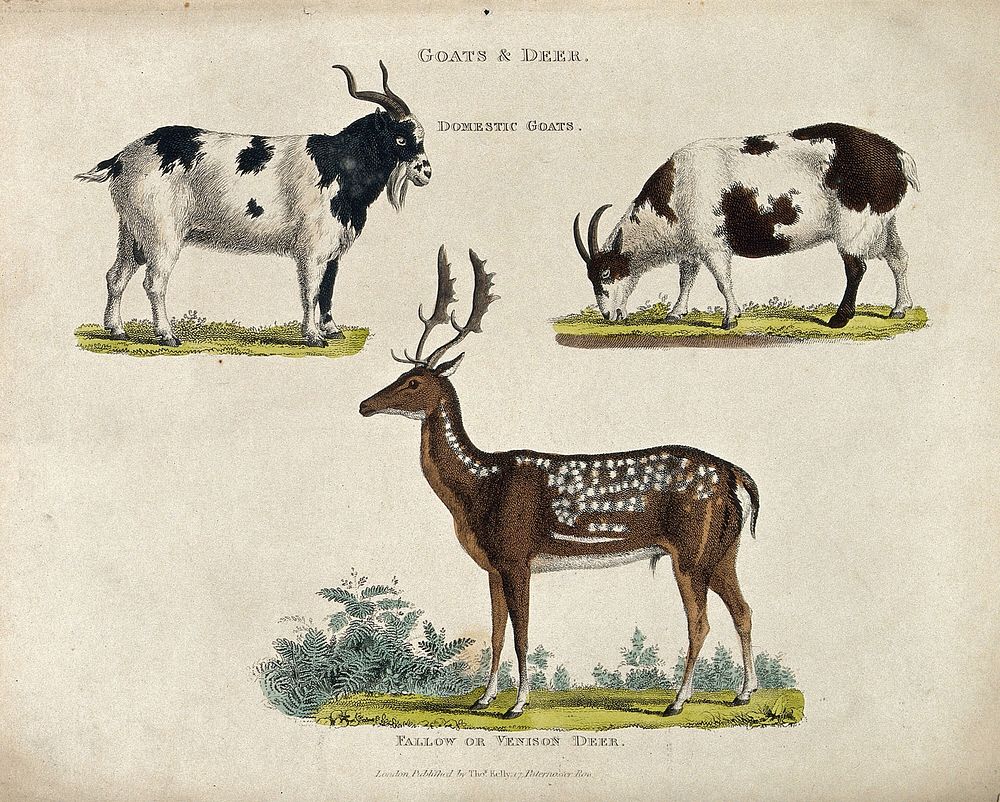 A male and female domestic goat and a fallow deer stag. Coloured engraving.