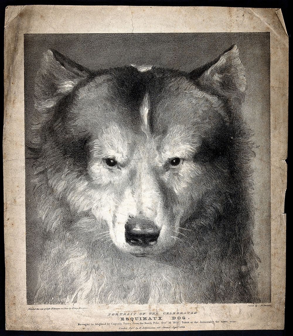 Head of a husky. Lithograph by H. Hawkins.