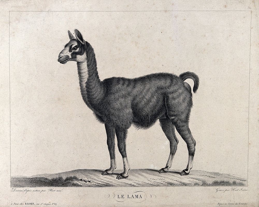 A llama. Stipple engraving by Huet, the younger, after Huet, the elder.