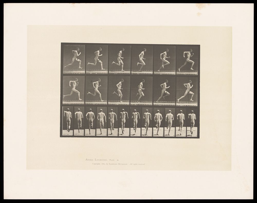 A naked man sprinting. Collotype after Eadweard Muybridge, 1887.