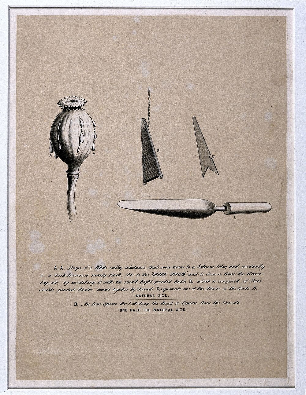 A poppy capsule oozing drops of crude opium and tools for its extraction. Lithograph, ca. 1850.