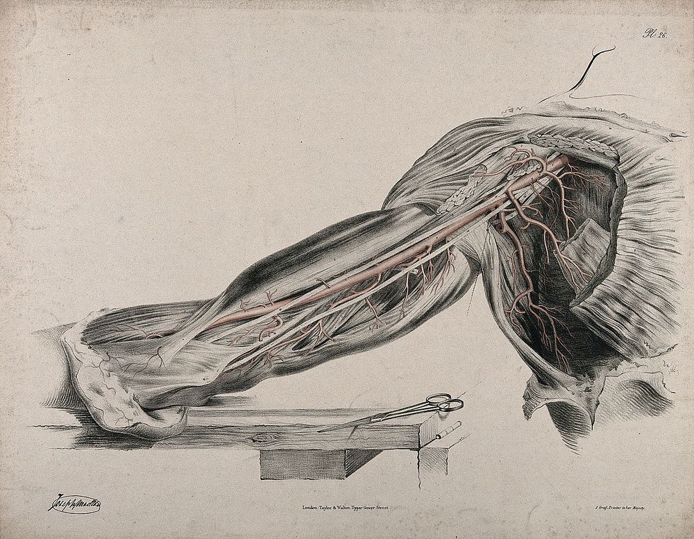 The circulatory system: dissection of the upper arm, shoulder and armpit, with arteries and blood vessels indicated in red.…