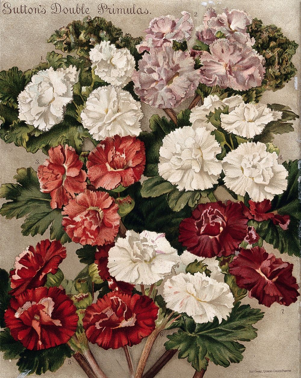 Seven different cultivars of double-flowered primulas. Chromolithograph, c. 1890.