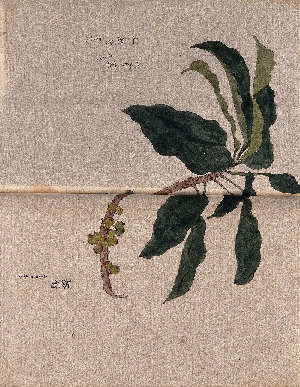 A fruiting branch, possibly of a loquat (Eriobotyra species). Watercolour.
