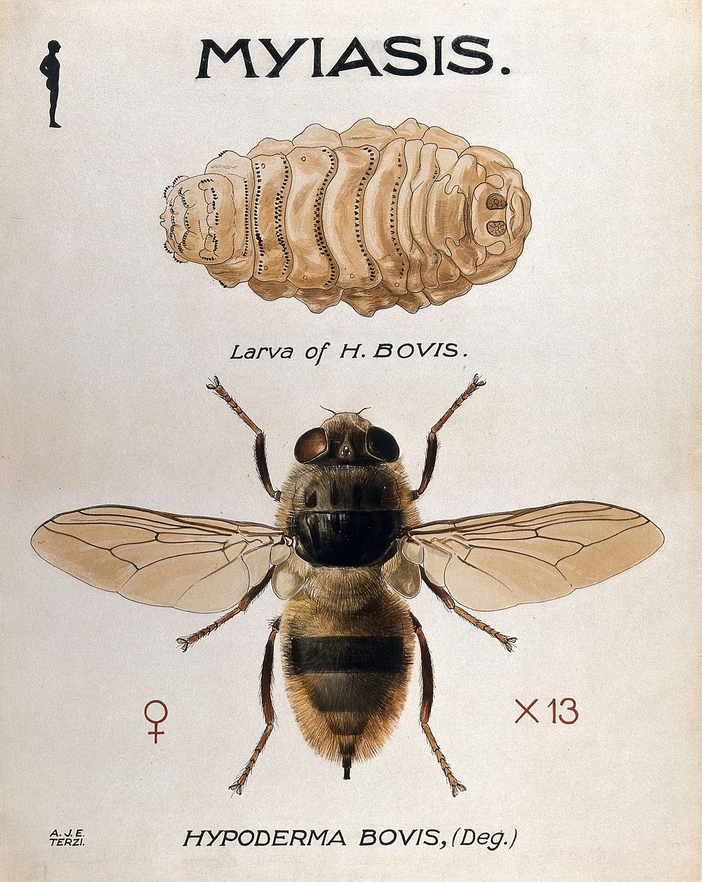 The larva and fly of the ox warble-fly (Hypoderma bovis). Coloured drawing by A.J.E. Terzi.