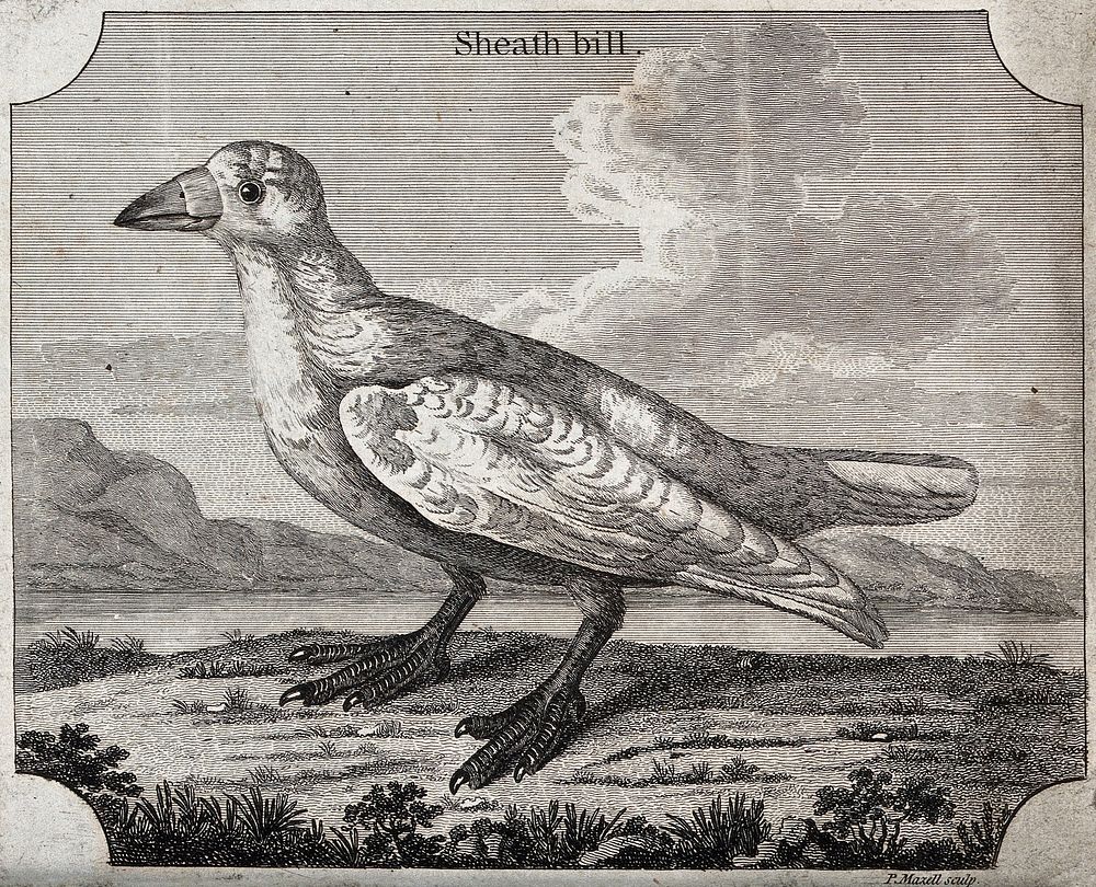 A bird of the crow family: a sheath bill. Etching by P. Mazell.