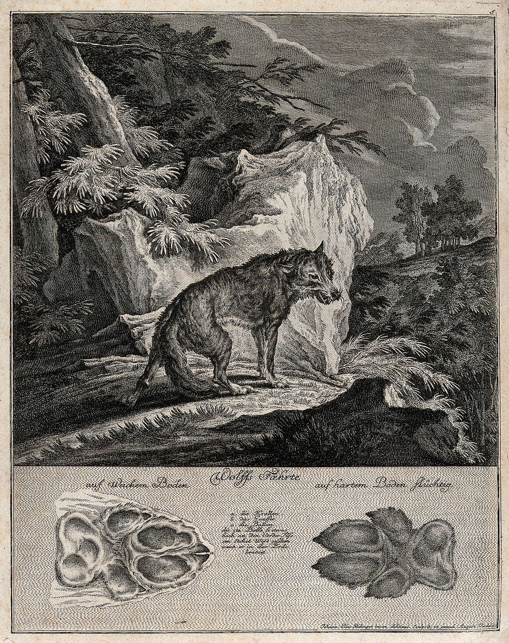 Above, an emaciated wolf in a rocky landscape, below, its tracks. Etching by J.E. Ridinger.