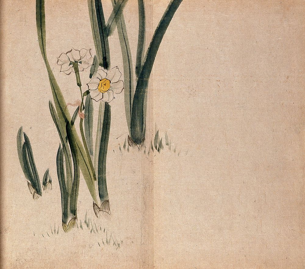 Daffodil (Narcissus species): flowering plants in grass. Watercolour.