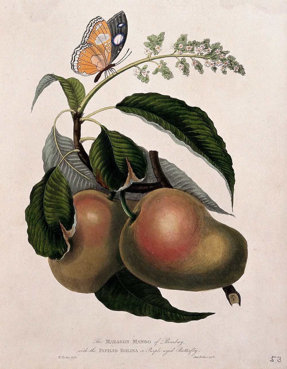 Mango (Mangifera indica L.) flower and fruit with a purple-eyed butterfly (Papilio sp.). Coloured aquatint by W. Hooker…