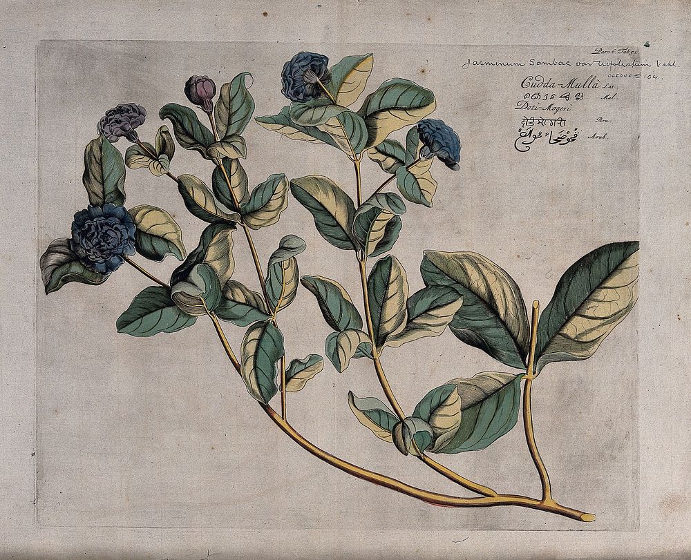 Arabian jasmine (Jasminum sambac (L.) Aiton): branch with double flowers and fruit. Coloured line engraving.
