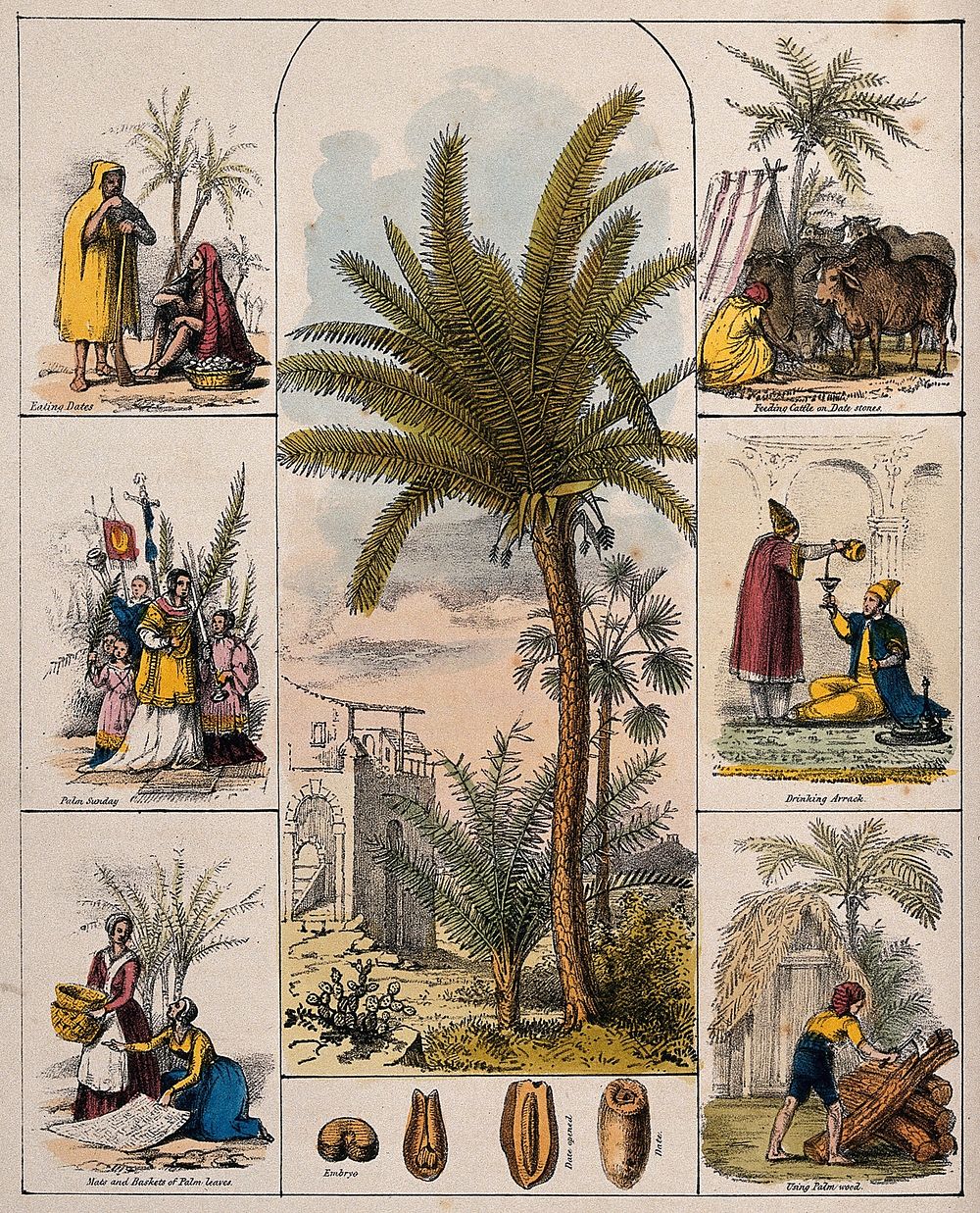 A date palm tree (Phoenix dactylifera) and segments of the fruit bordered by six scenes illustrating its use by man.…