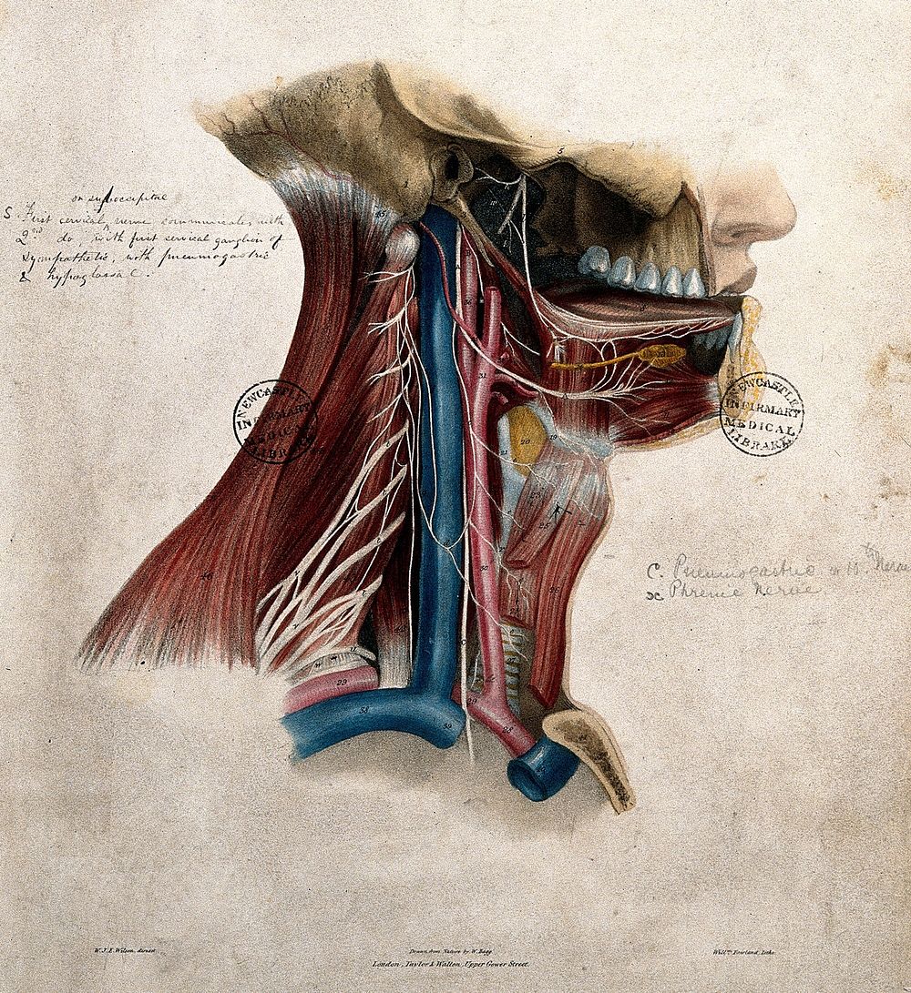 Nerves of the neck and mouth. Coloured lithograph by William Fairland, 1839, after W. Bagg after W.J.E. Wilson.