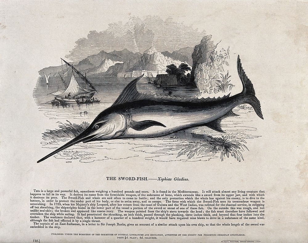 A swordfish suspended mid-air before a coastal scene. Wood engraving by J. W. Whimper.