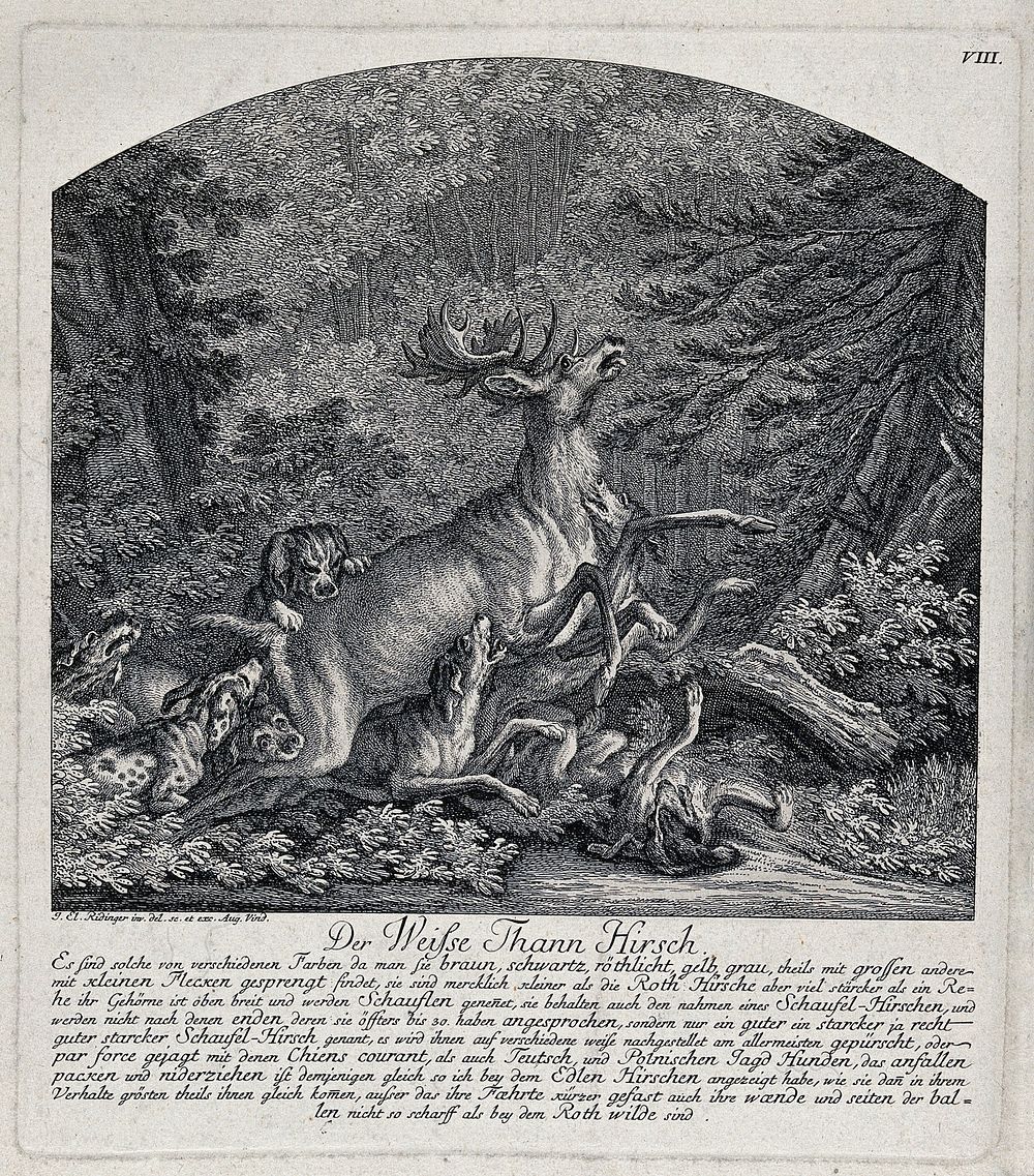 A white stag brought down by a pack of dogs. Etching by J.E. Ridinger.