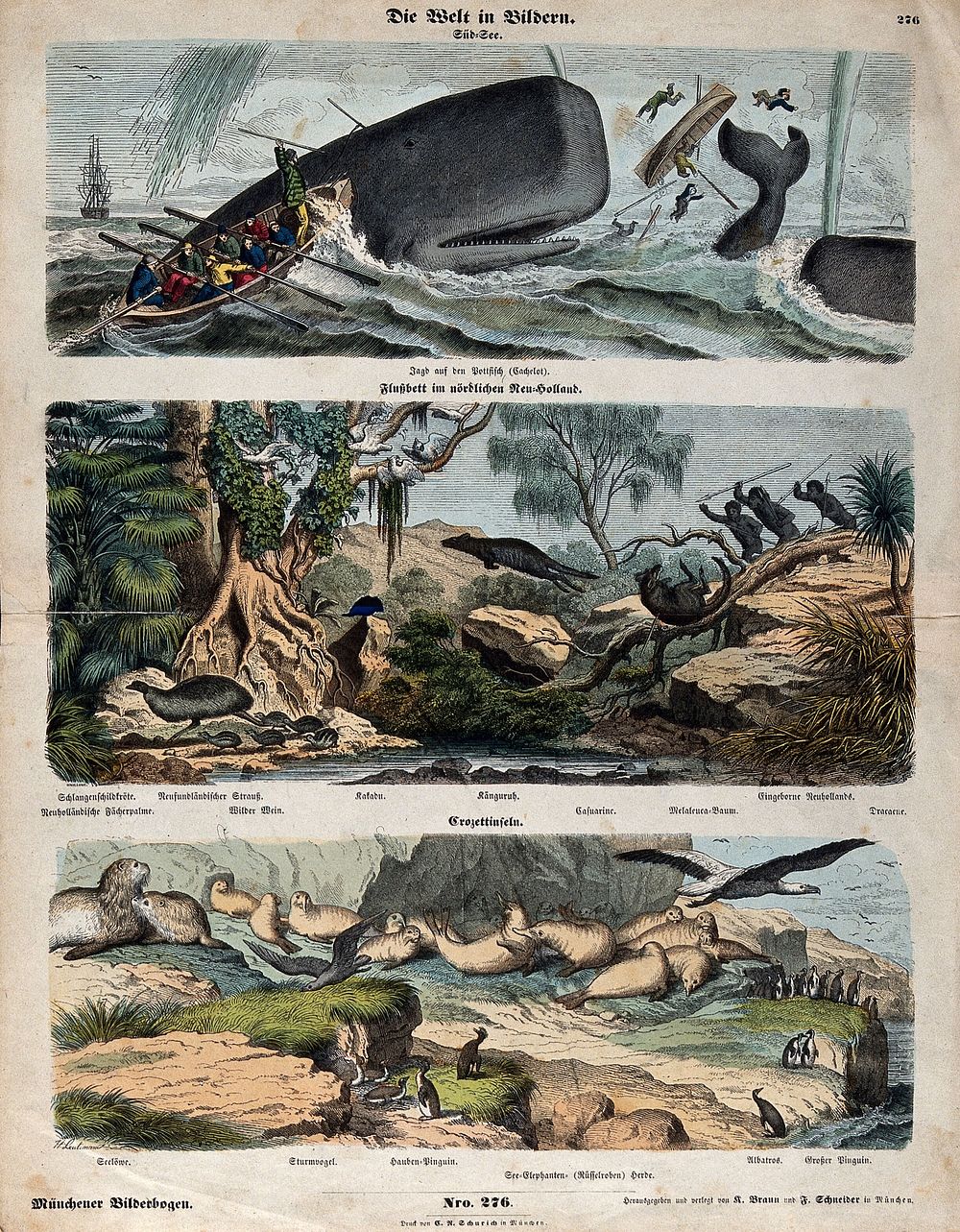 Above, fishermen hunting a spermwhale; middle, indigenous huntsmen hunting kangaroos; below, an island populated by petrels…