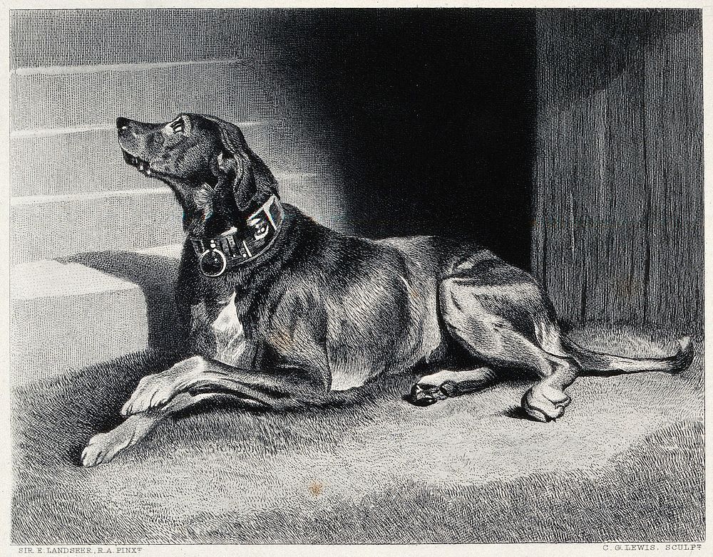 A bloodhound with a heavy collar is sitting next to a staircase. Steel engraving by C. G. Lewis after E. H. Landseer.
