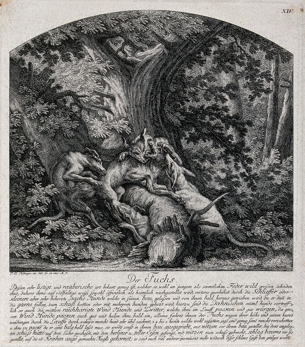 A fox, chased out of its den, is bitten to death by four hounds. Etching by J.E. Ridinger.