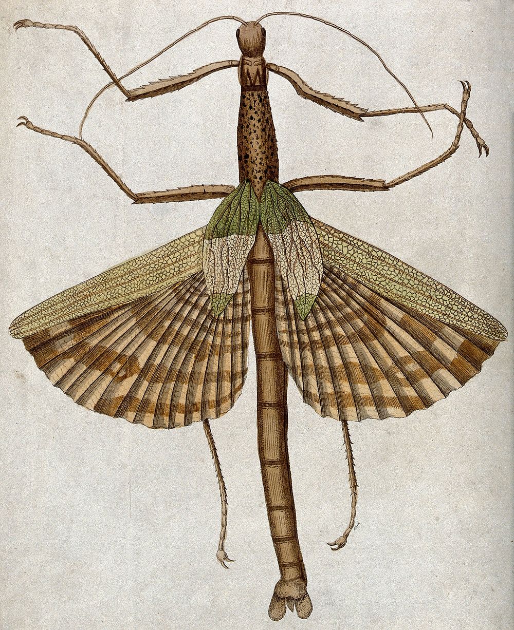 A mantid. Coloured etching.