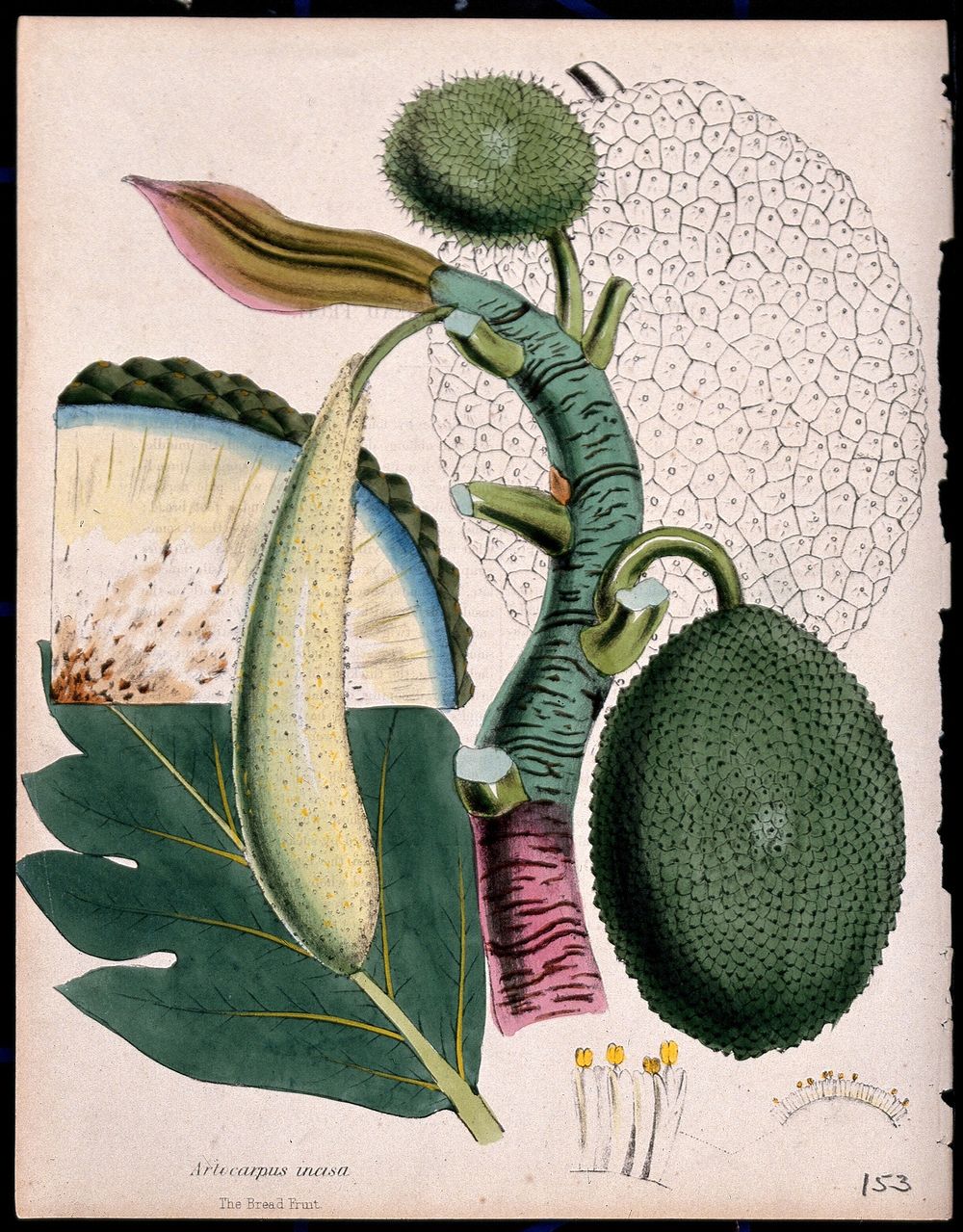 Breadfruit (Artocarpus altilis): fruiting stem, leaf, fruit and flowers. Coloured zincograph, c. 1853, after M. Burnett.